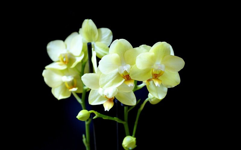 Yellow orchid flowers