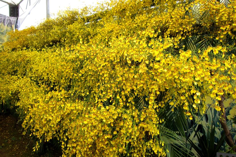 Yellow Orchid Flowers — Vibrant, Afternoon