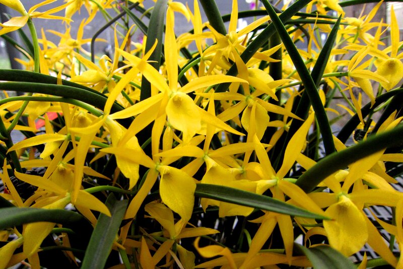 Yellow Orchid Flowers — Vibrant, Photograph