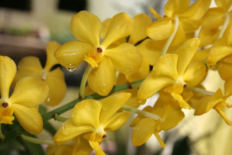 Yellow orchid flowers with water droplets