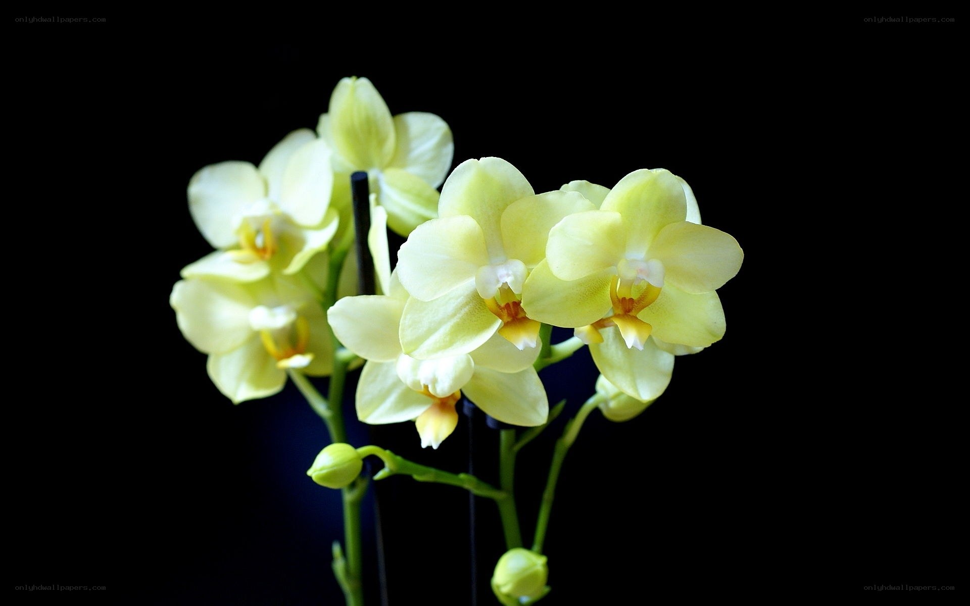 Yellow orchid flowers