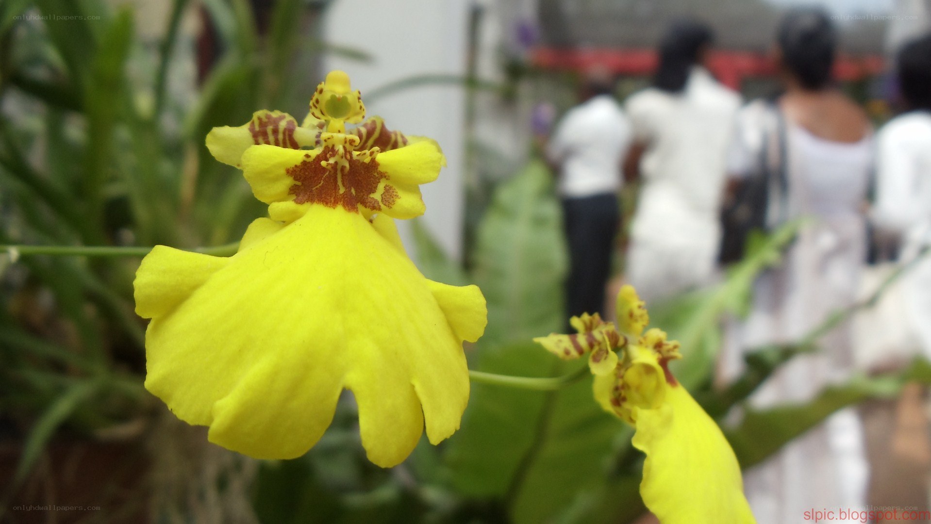 yellow orchid in bloom