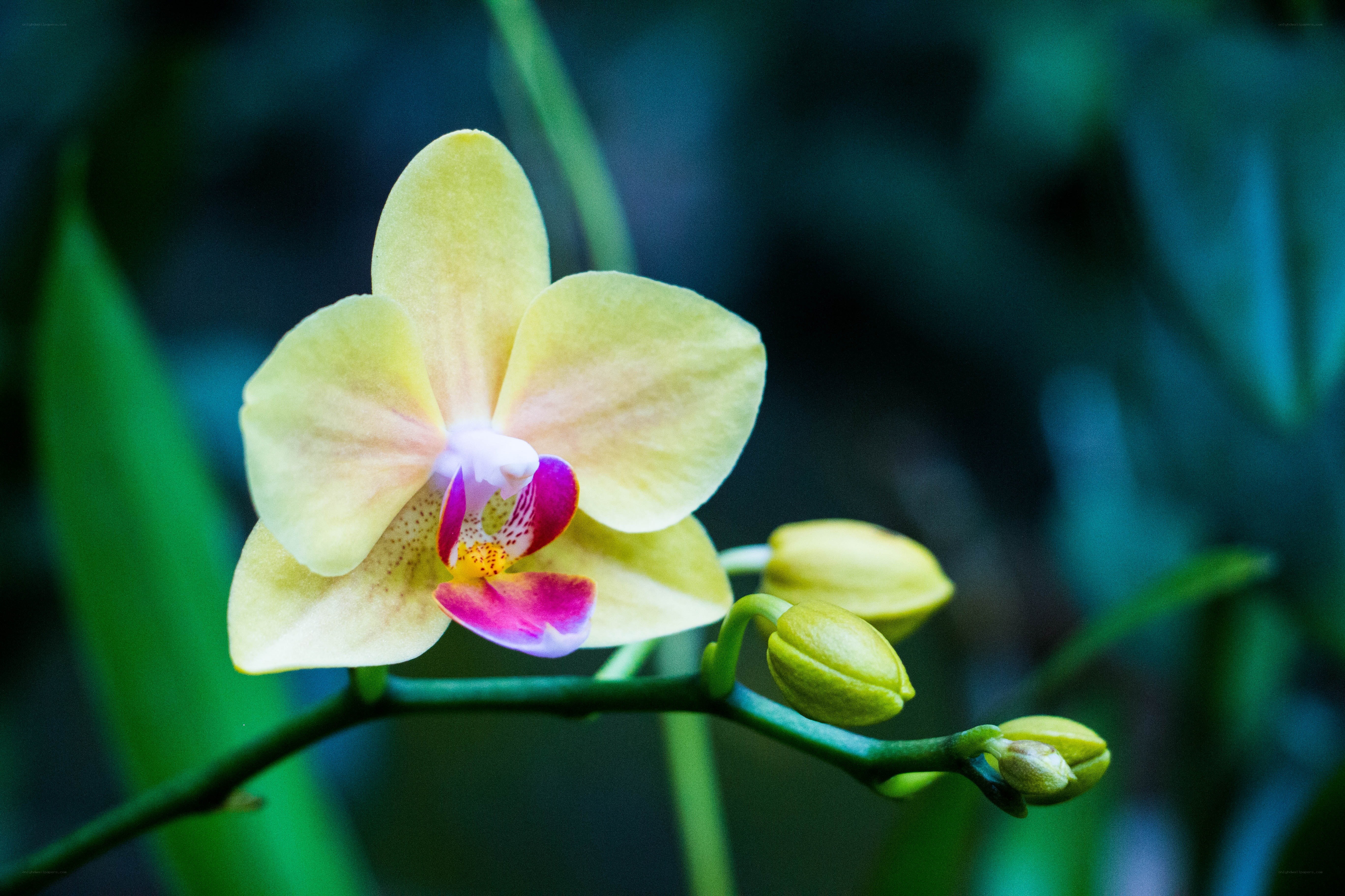 Yellow orchid in bloom