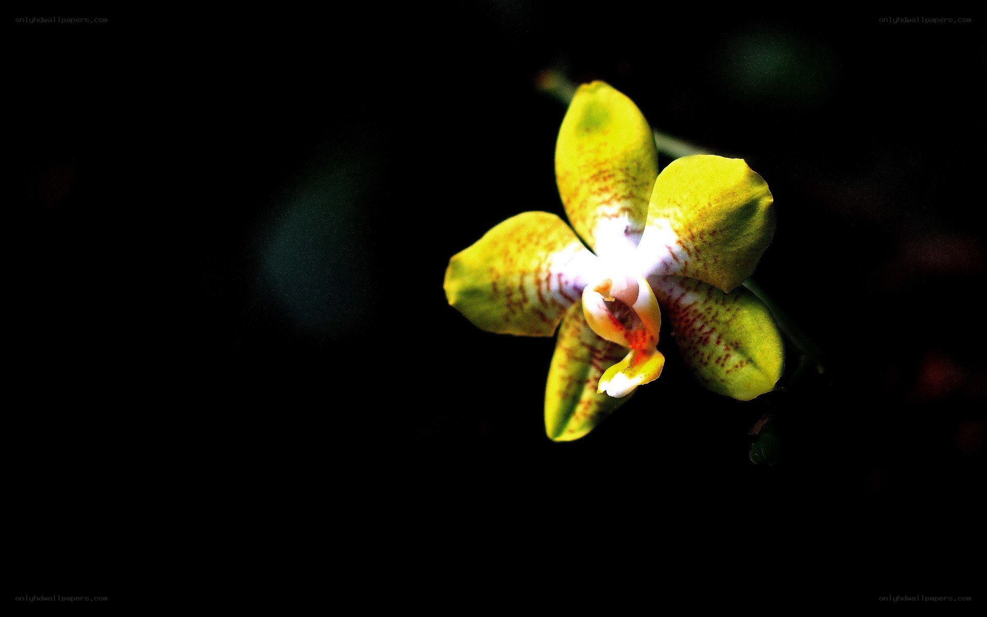 yellow orchid in darkness