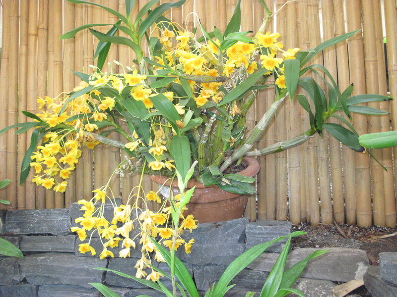 Yellow Orchid in Pot
