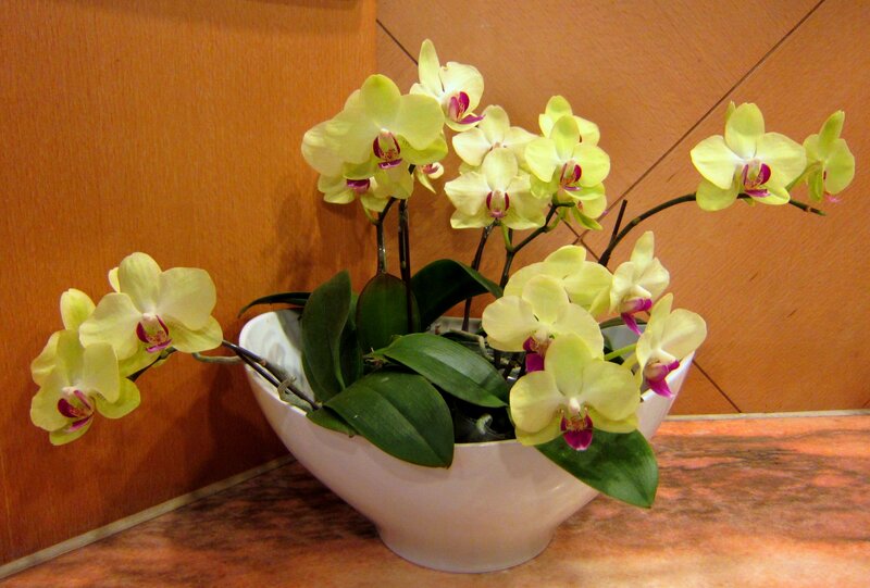 Yellow Orchid in White Pot