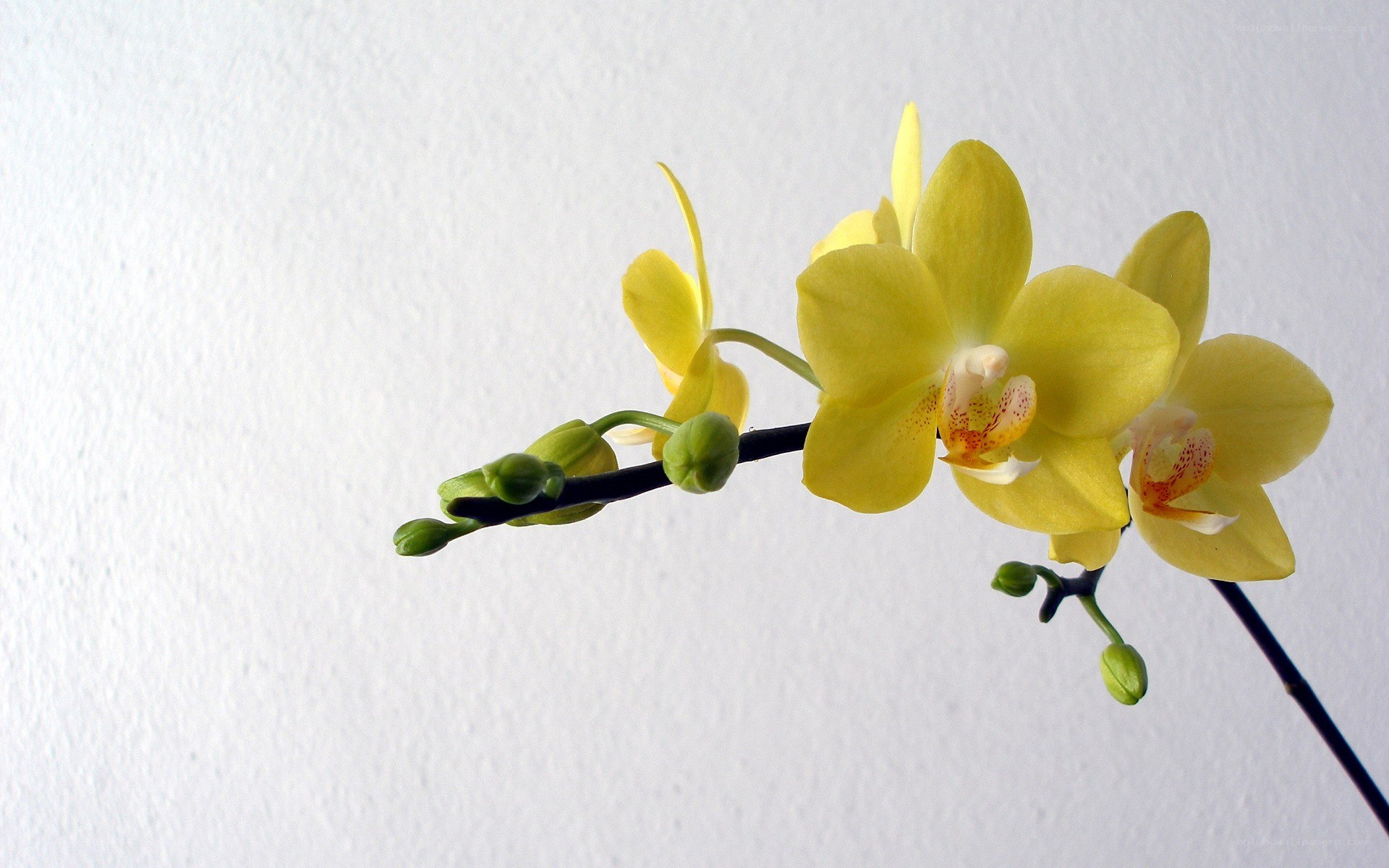 Yellow orchid on white background
