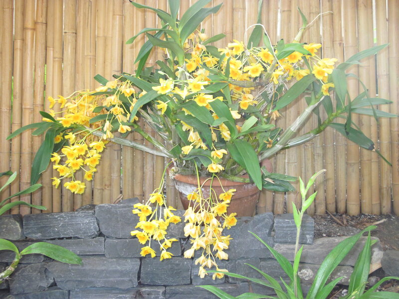 Yellow Orchid Plant