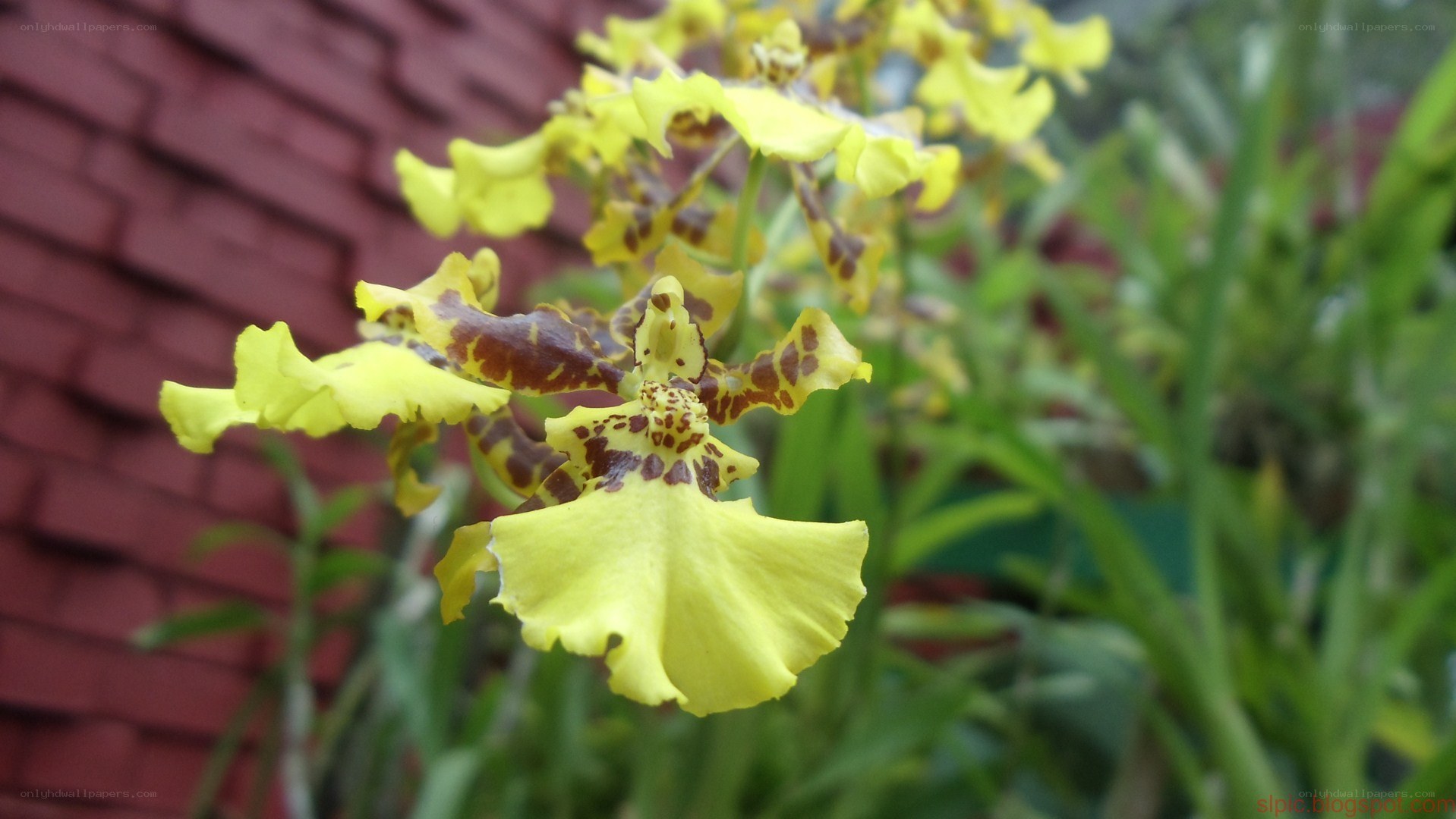 yellow orchid with brown spots