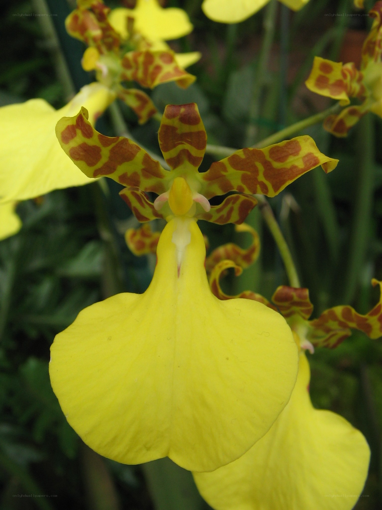yellow orchid with brown spots