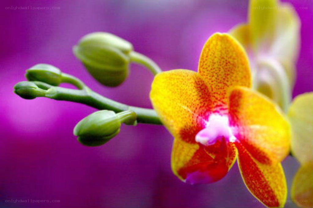 yellow orchid with buds