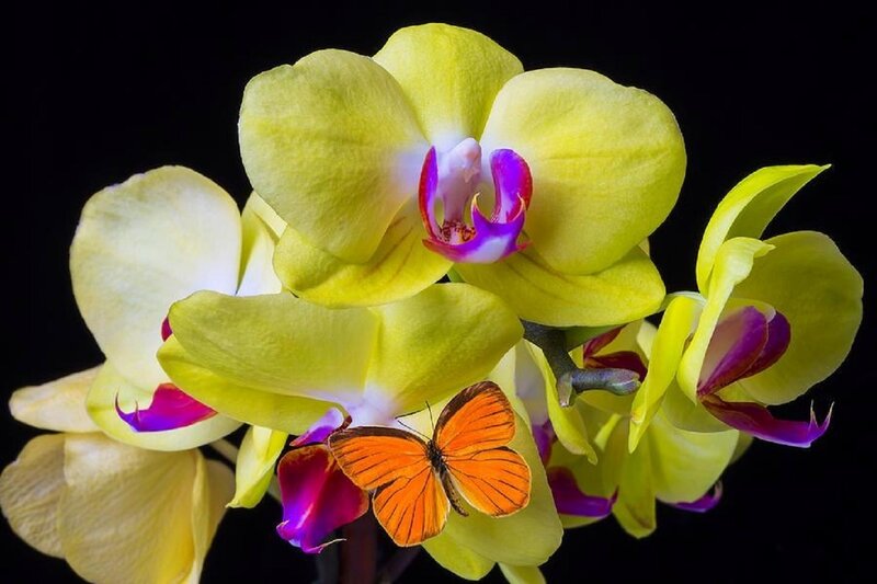 Yellow Orchid with Butterfly