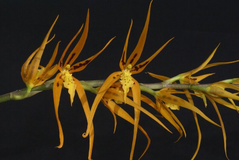 Yellow orchid with long petals