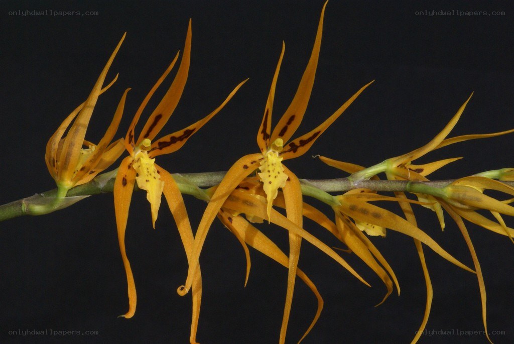 Yellow orchid with long petals