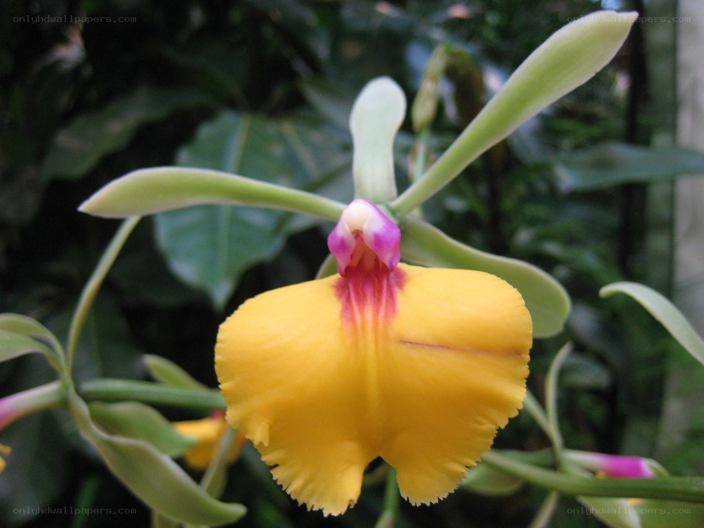 yellow orchid with purple center