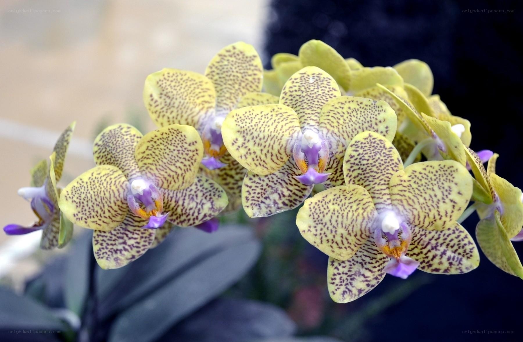 yellow orchid with purple spots