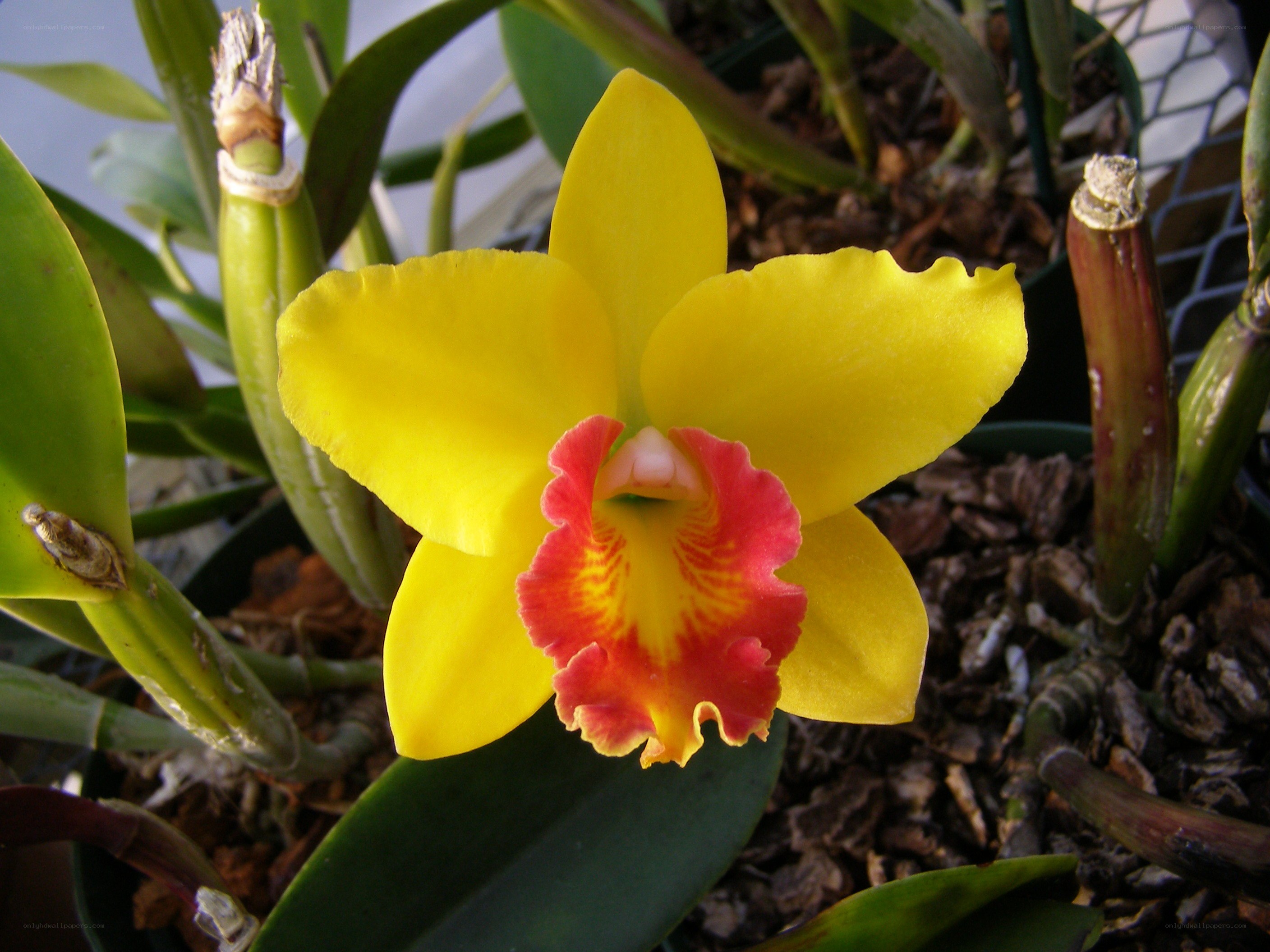 yellow orchid with red center