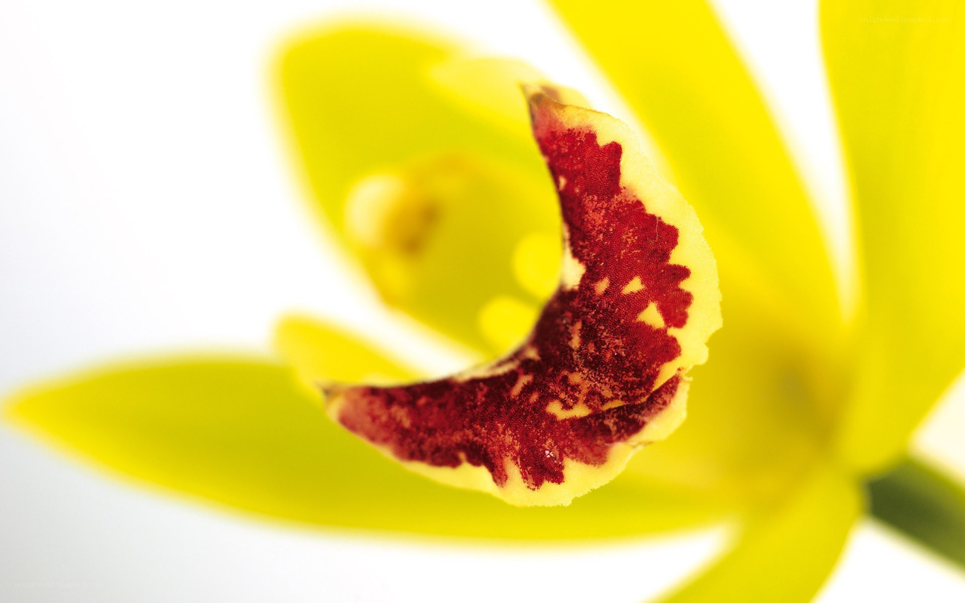 yellow orchid with red markings