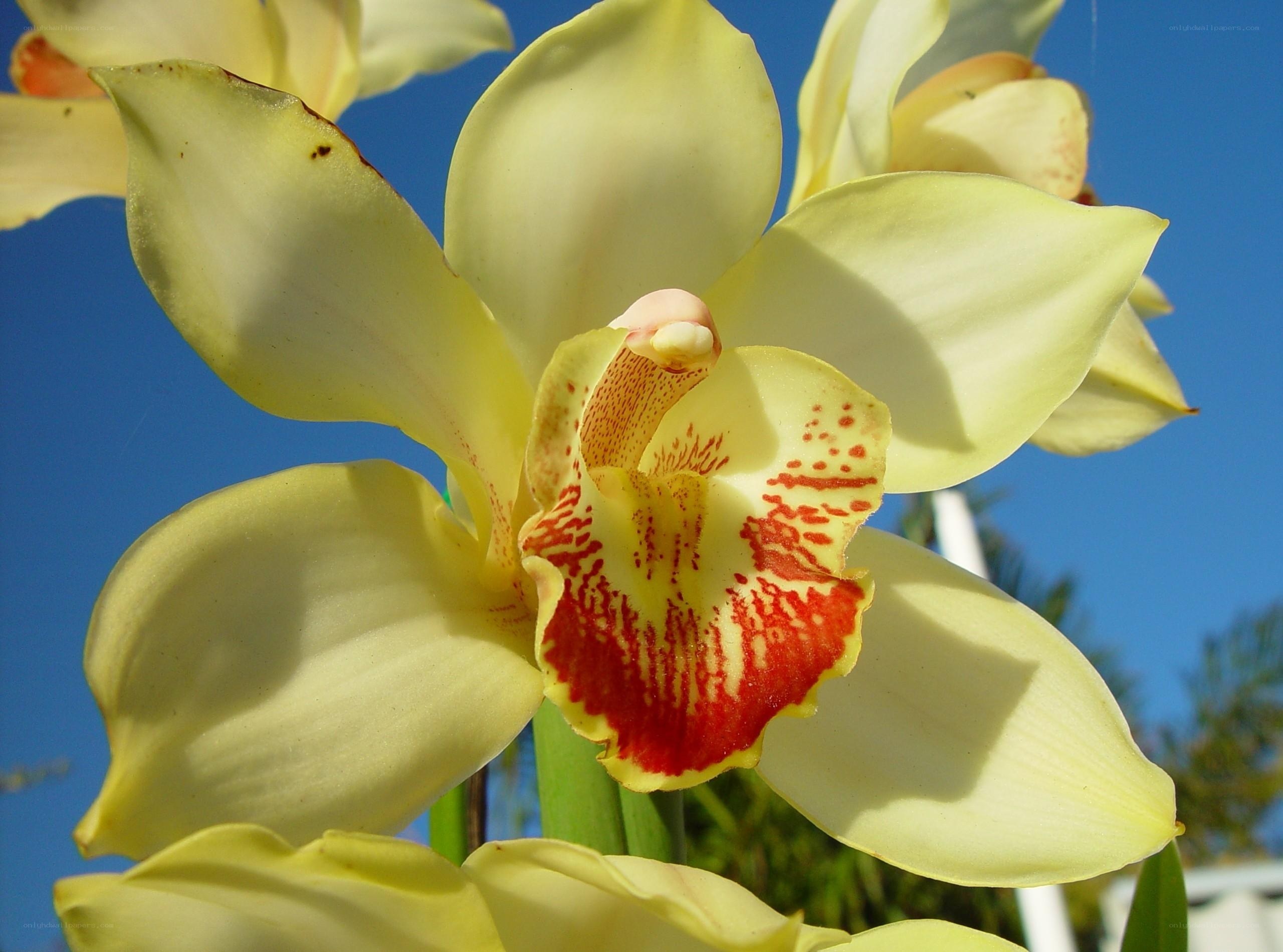 yellow orchid with red markings