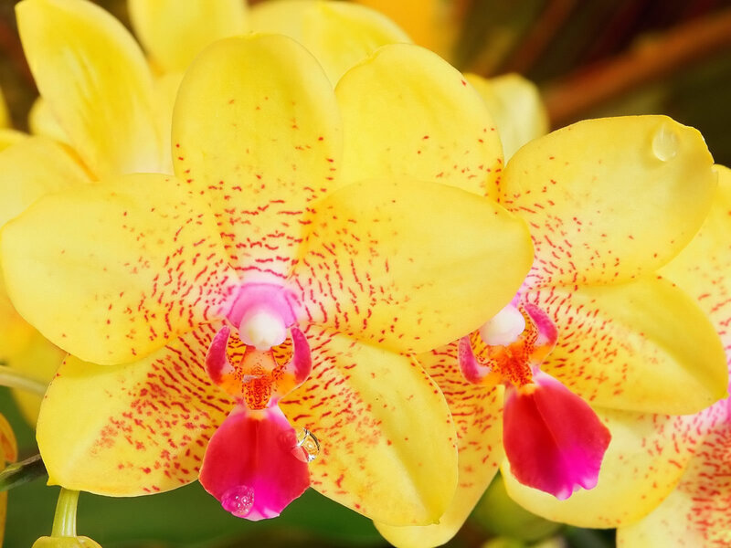 Yellow orchid with red speckles