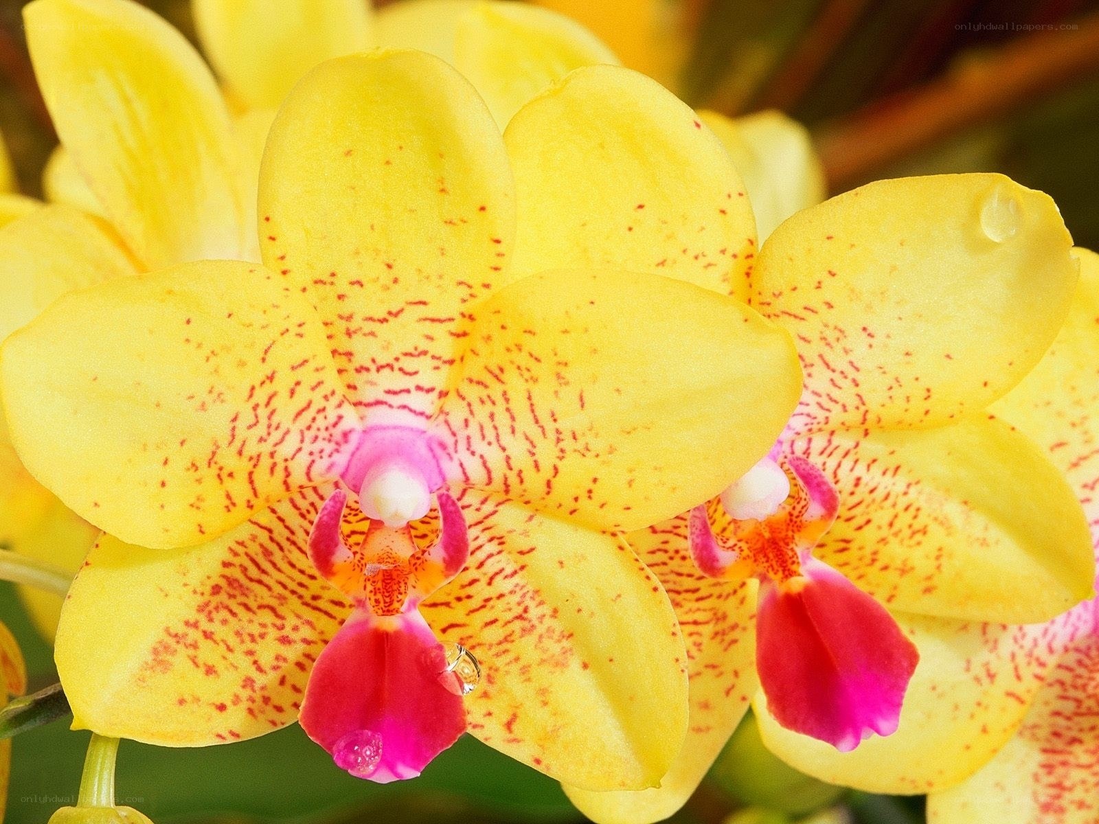 Yellow orchid with red speckles