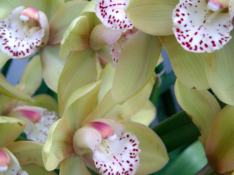 yellow orchid with red spots