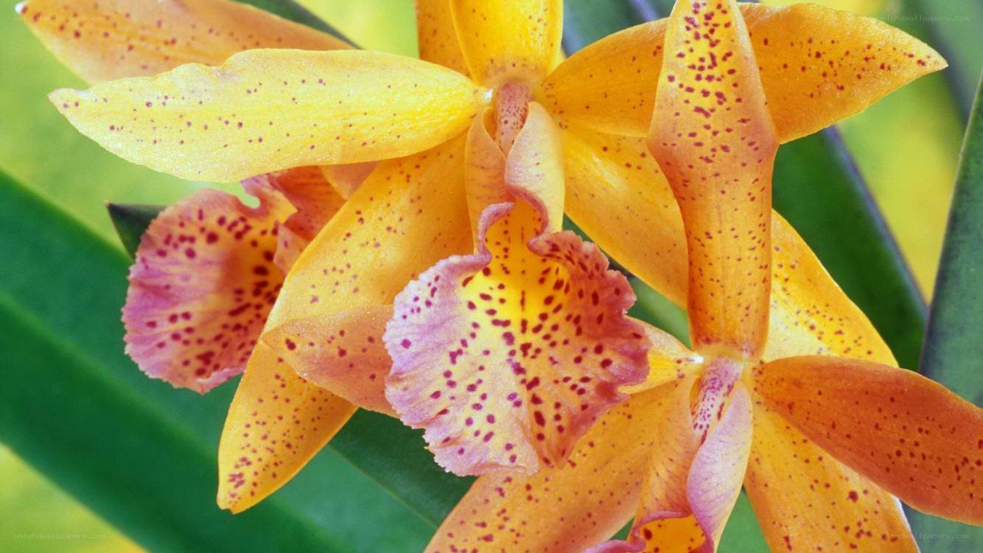 yellow orchid with red spots