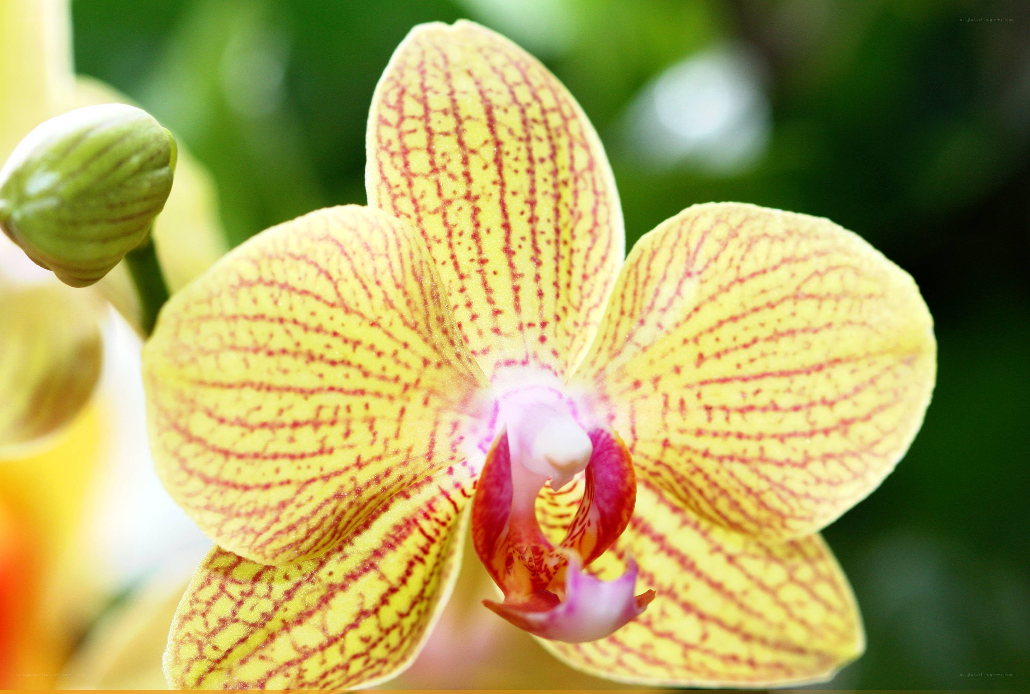 yellow orchid with red stripes