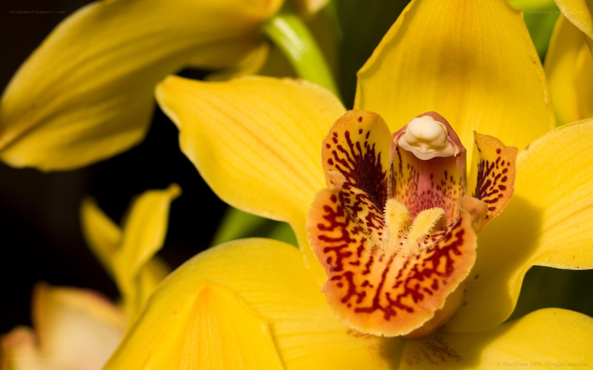Yellow orchid with spotted center