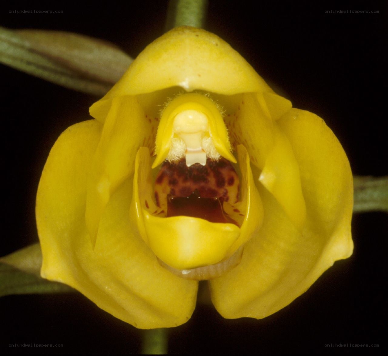yellow orchid with spotted lip