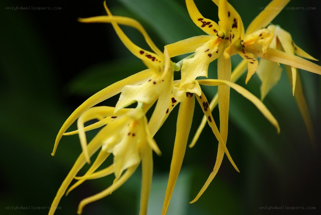 Yellow orchid with spotted petals