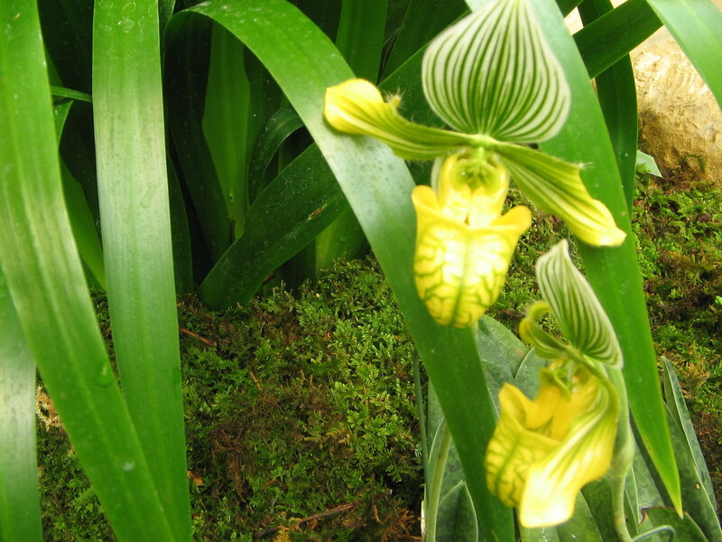 Yellow orchid with striped petals
