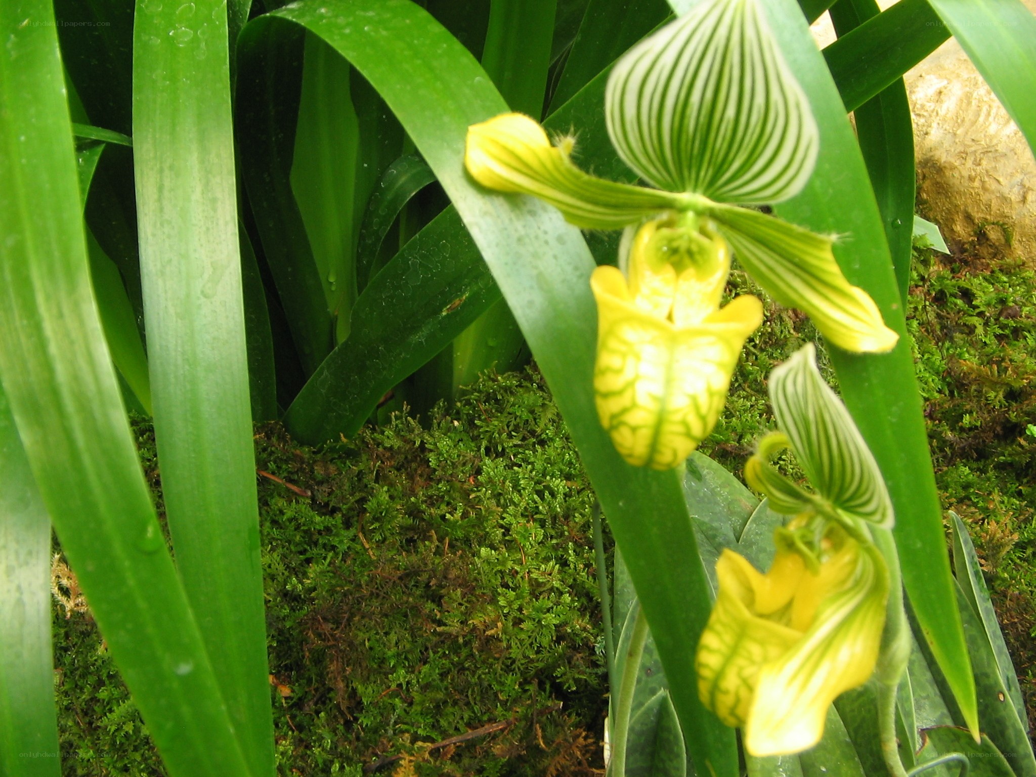 Yellow orchid with striped petals