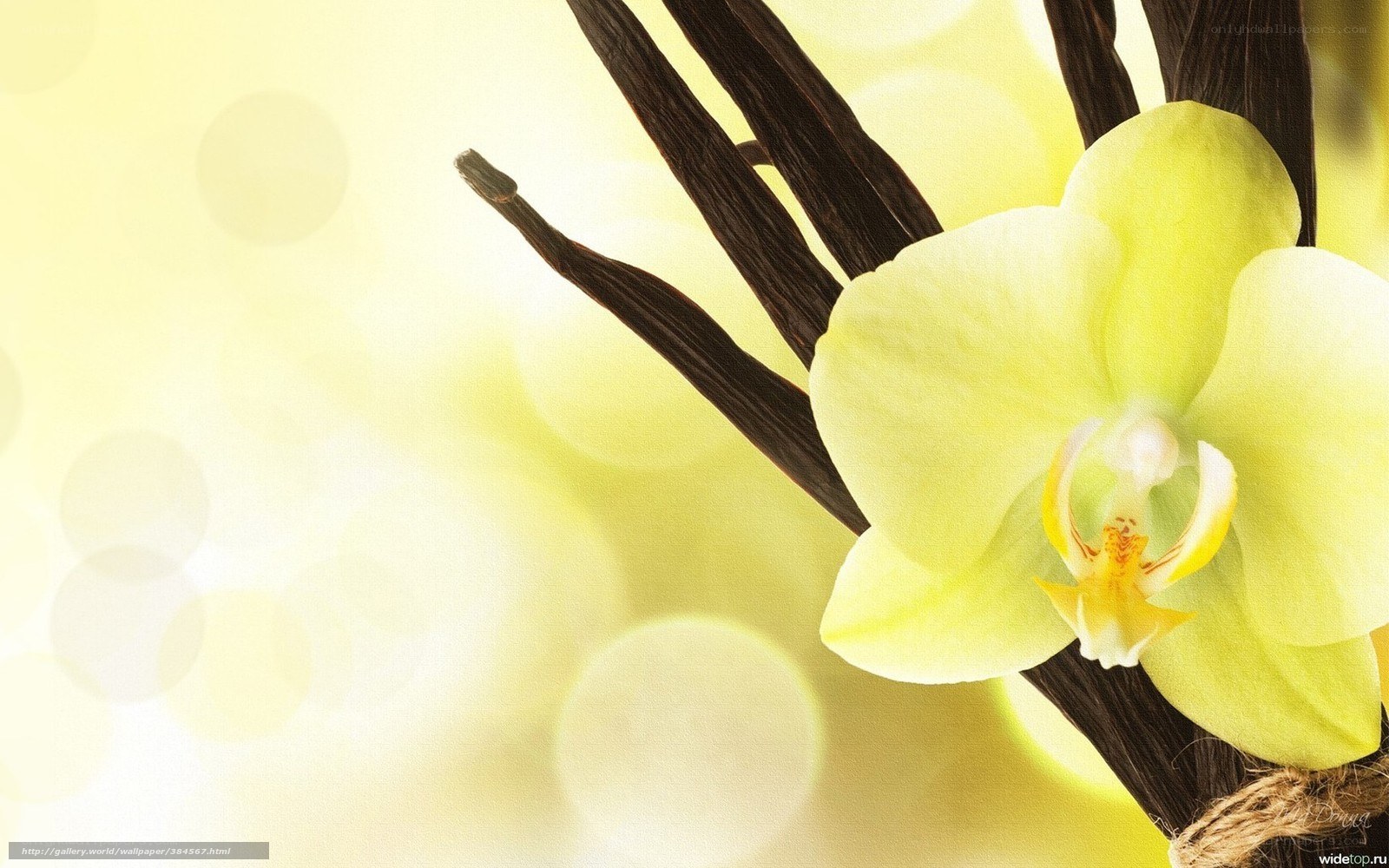 yellow orchid with vanilla beans