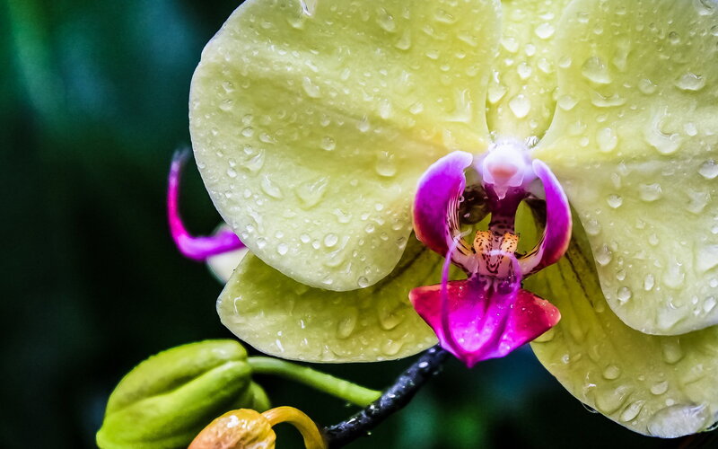 Yellow Orchid with Water Droplets