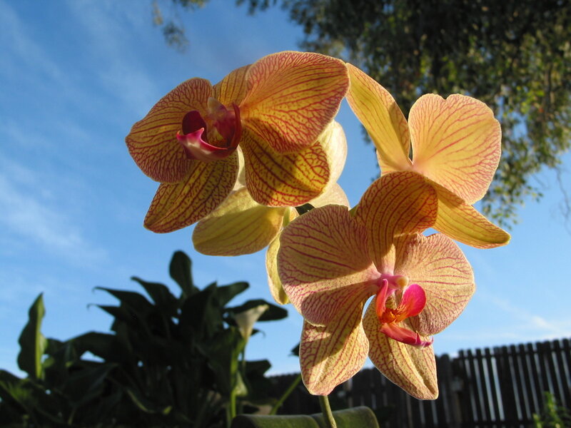 Yellow orchids against blue sky