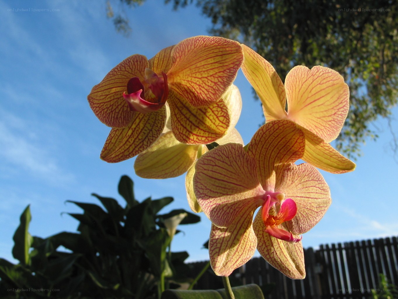Yellow orchids against blue sky