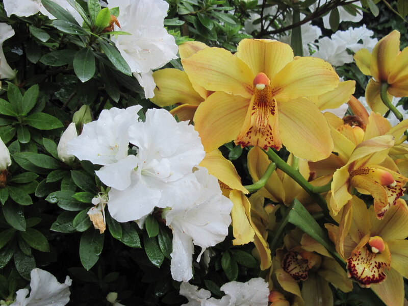 Yellow Orchids and White Azaleas