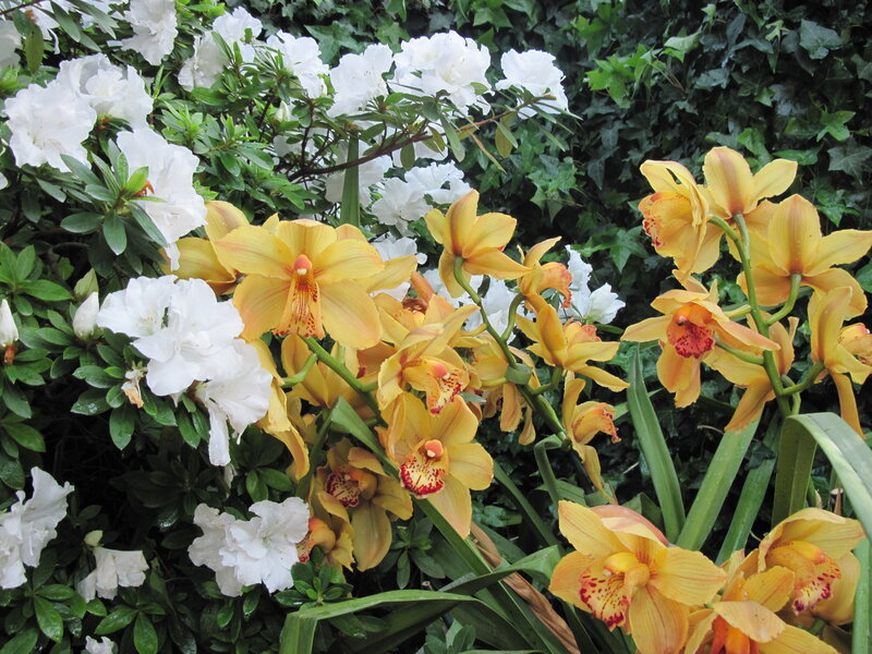 Yellow Orchids and White Flowers