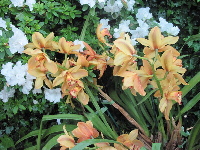 Yellow Orchids in Bloom — Calm