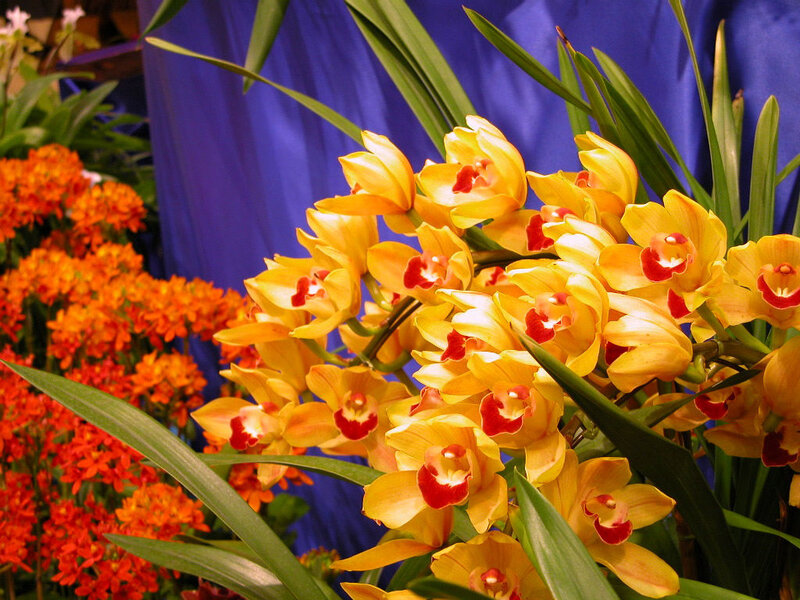 Yellow Orchids in Bloom