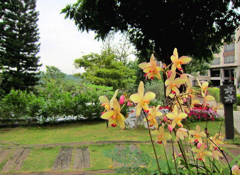 Yellow Orchids in Garden — Serene