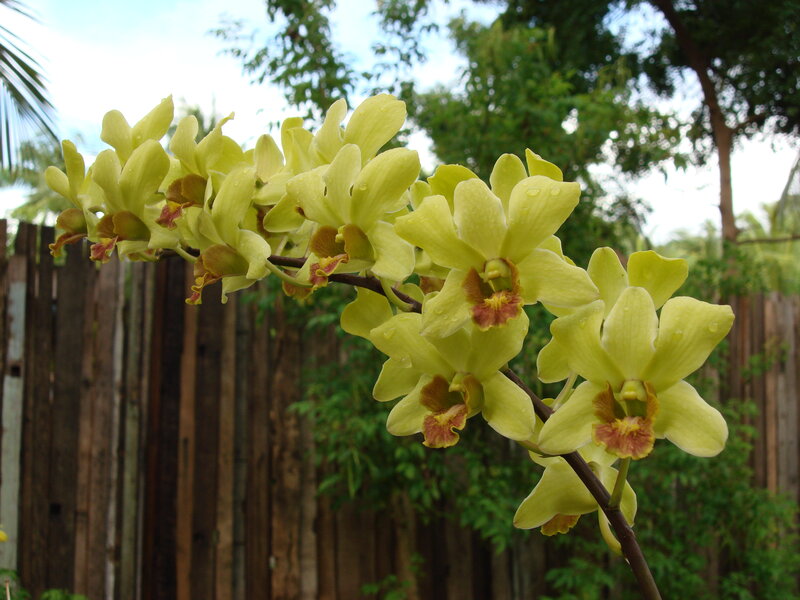 Yellow orchids in garden