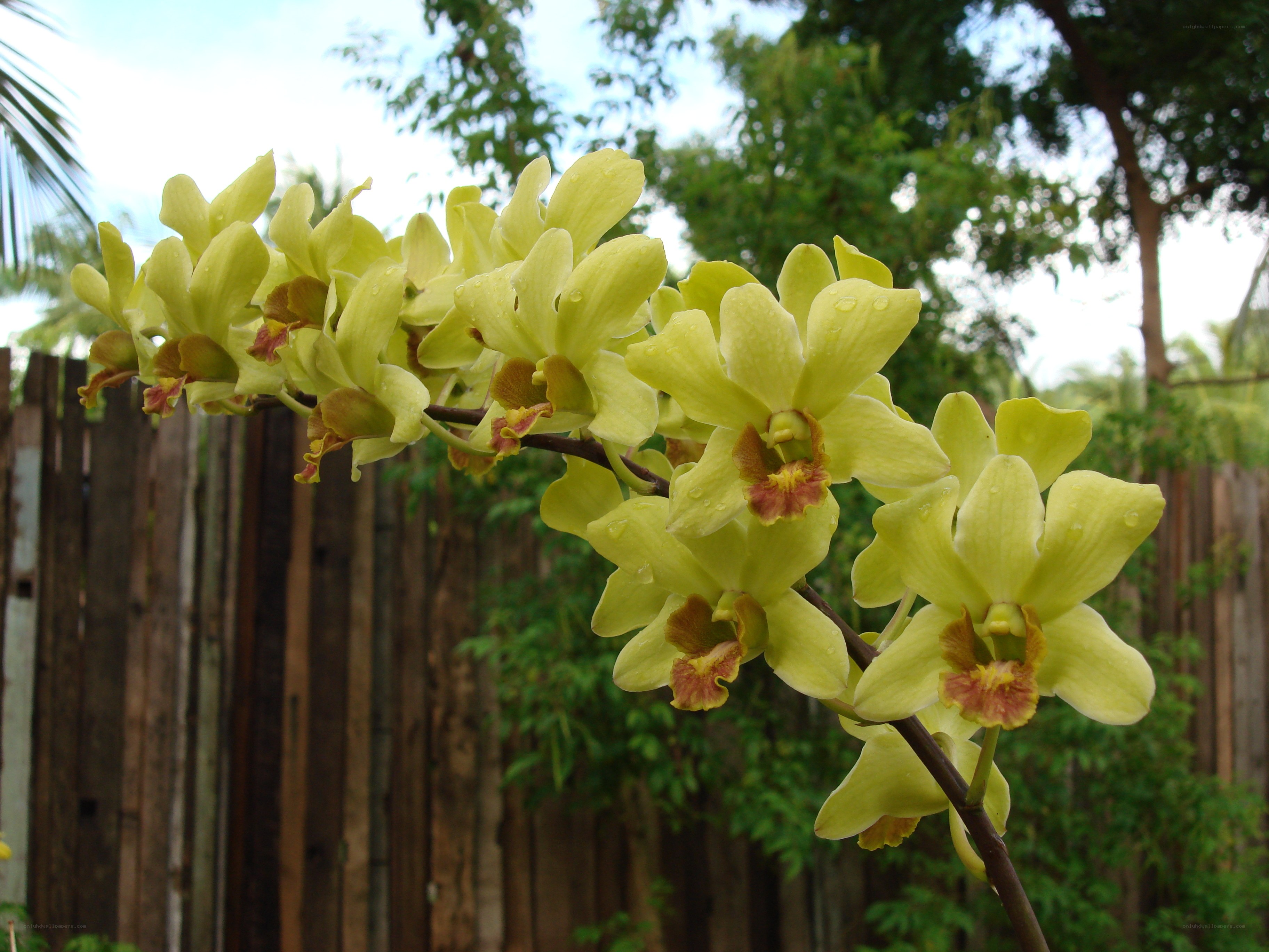Yellow orchids in garden