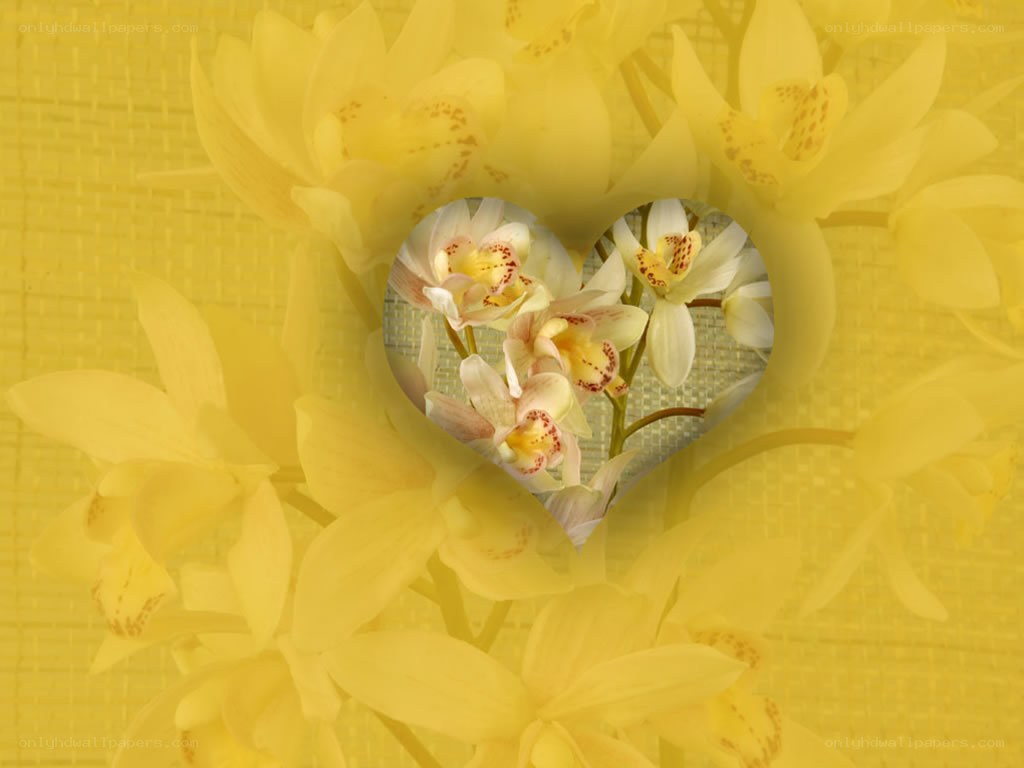 yellow orchids in heart shape