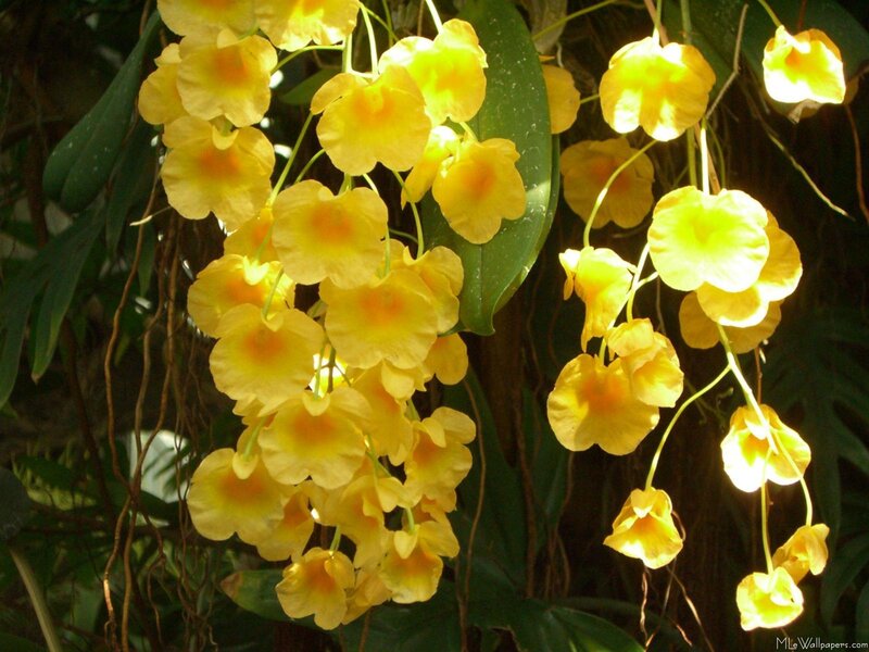 Yellow orchids in sunlight