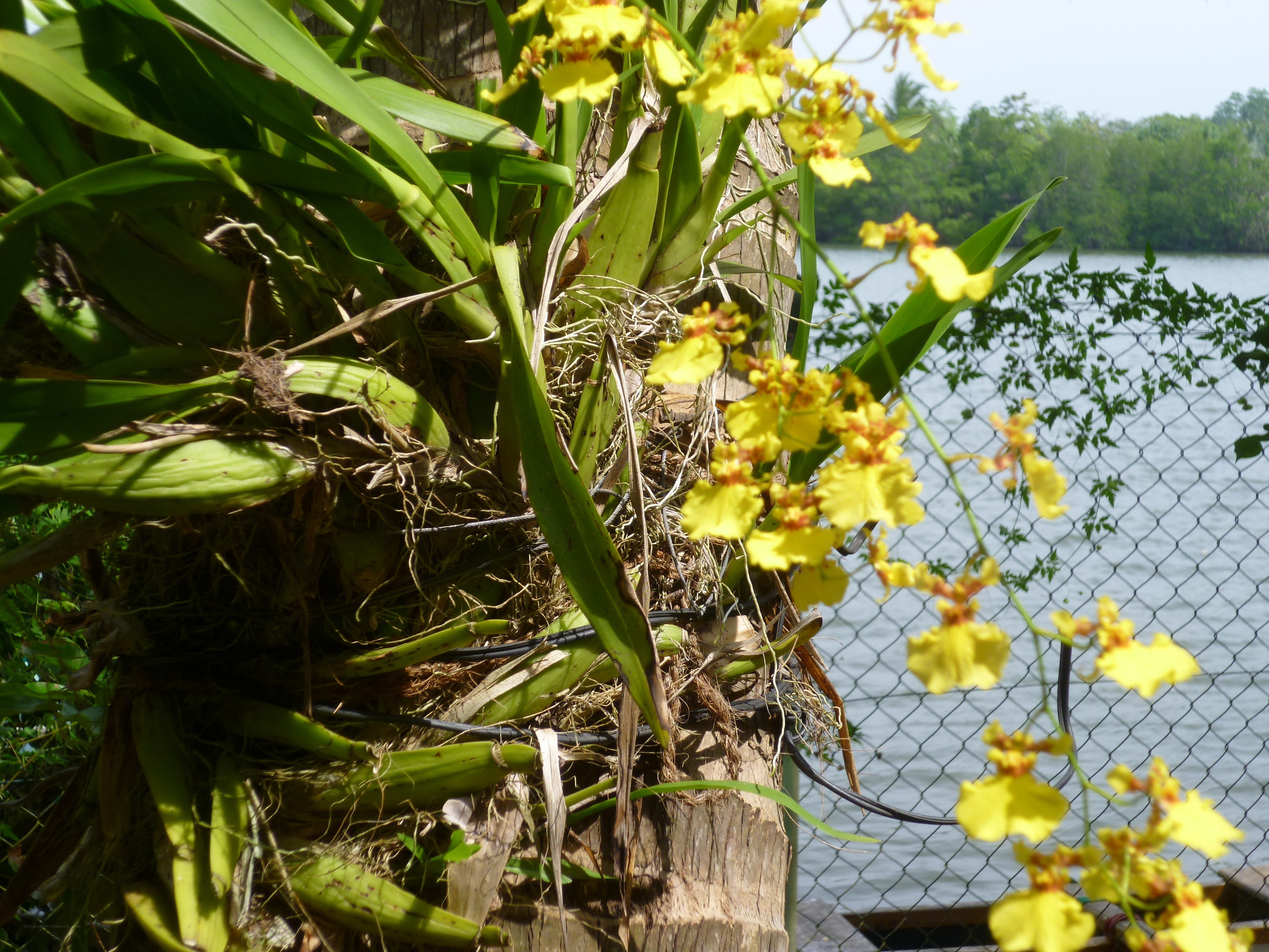 Yellow orchids on a tree trunk