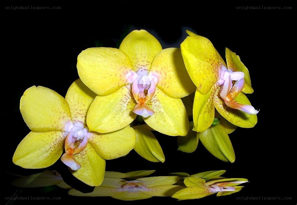 Yellow orchids on black background