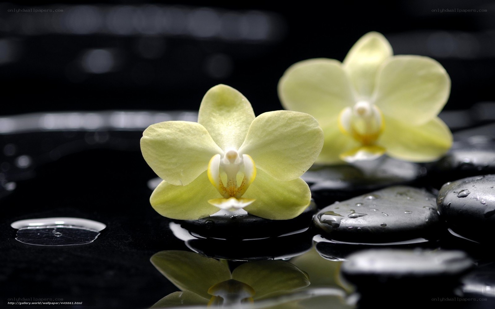 Yellow orchids on black stones