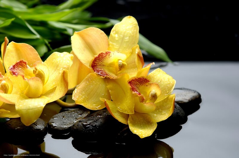 Yellow Orchids on Stones